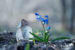 Spring crystal
